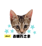 みらいねこ横濱⑥（個別スタンプ：17）