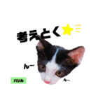 みらいねこ横濱⑥（個別スタンプ：19）