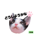 みらいねこ横濱⑥（個別スタンプ：20）