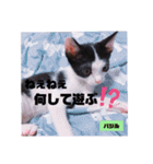 みらいねこ横濱⑥（個別スタンプ：21）