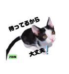 みらいねこ横濱⑥（個別スタンプ：22）