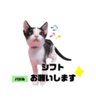 みらいねこ横濱⑥（個別スタンプ：23）