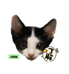 みらいねこ横濱⑥（個別スタンプ：25）