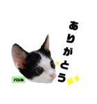 みらいねこ横濱⑥（個別スタンプ：26）