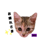 みらいねこ横濱⑥（個別スタンプ：29）