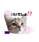 みらいねこ横濱⑥（個別スタンプ：31）