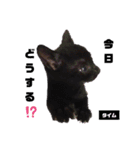 みらいねこ横濱⑥（個別スタンプ：36）