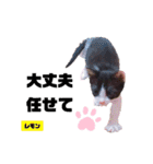 みらいねこ横濱⑥（個別スタンプ：38）