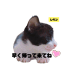 みらいねこ横濱⑥（個別スタンプ：39）