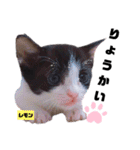 みらいねこ横濱⑥（個別スタンプ：40）