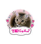 シャムキジドラ②（個別スタンプ：7）