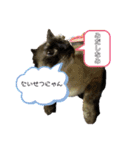 シャムキジドラ②（個別スタンプ：9）