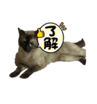 シャムキジドラ②（個別スタンプ：12）