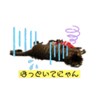 シャムキジドラ②（個別スタンプ：14）