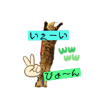 シャムキジドラ②（個別スタンプ：15）