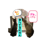 シャムキジドラ②（個別スタンプ：17）