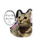 シャムキジドラ②（個別スタンプ：22）