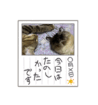 シャムキジドラ②（個別スタンプ：31）