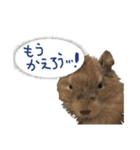 comicalぷち（個別スタンプ：3）