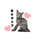 みらいねこ横濱⑤（個別スタンプ：2）