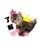 みらいねこ横濱⑤（個別スタンプ：9）