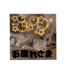 みらいねこ横濱⑤（個別スタンプ：10）