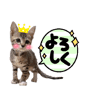 みらいねこ横濱⑤（個別スタンプ：11）