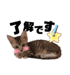 みらいねこ横濱⑤（個別スタンプ：12）