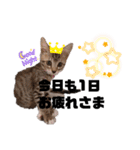 みらいねこ横濱⑤（個別スタンプ：14）