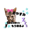 みらいねこ横濱⑤（個別スタンプ：17）