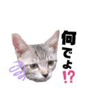 みらいねこ横濱⑤（個別スタンプ：20）