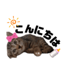 みらいねこ横濱⑤（個別スタンプ：21）