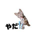 みらいねこ横濱⑤（個別スタンプ：23）