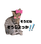 みらいねこ横濱⑤（個別スタンプ：26）