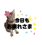 みらいねこ横濱⑤（個別スタンプ：31）