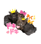 みらいねこ横濱⑤（個別スタンプ：37）