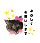 みらいねこ横濱③（個別スタンプ：7）