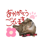 みらいねこ横濱③（個別スタンプ：11）
