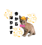 みらいねこ横濱③（個別スタンプ：14）