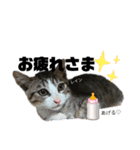 みらいねこ横濱③（個別スタンプ：17）
