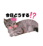 みらいねこ横濱③（個別スタンプ：23）