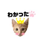 みらいねこ横濱③（個別スタンプ：34）
