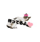 みらいねこ横濱③（個別スタンプ：35）