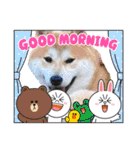 柴犬まる(マル)（個別スタンプ：1）