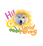 柴犬まる(マル)（個別スタンプ：2）