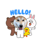 柴犬まる(マル)（個別スタンプ：3）