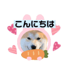 柴犬まる(マル)（個別スタンプ：4）