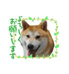 柴犬まる(マル)（個別スタンプ：7）