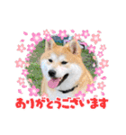 柴犬まる(マル)（個別スタンプ：8）