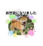 柴犬まる(マル)（個別スタンプ：9）